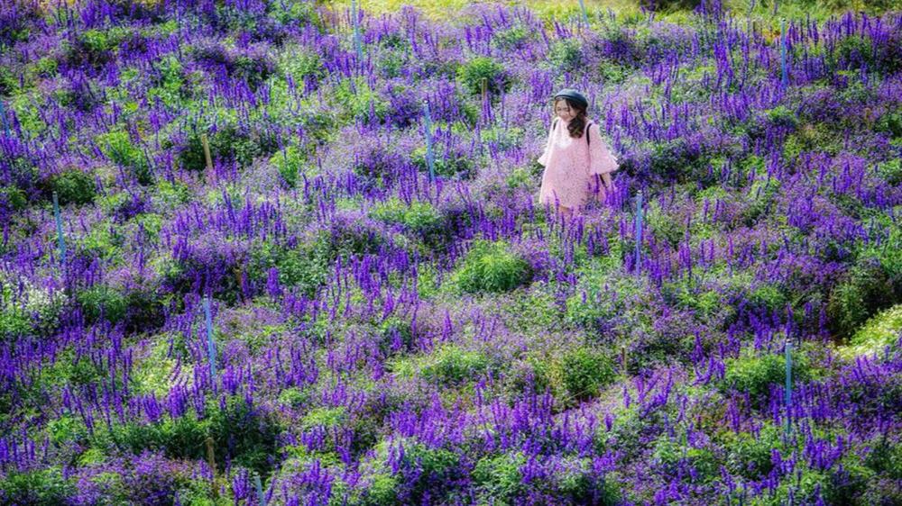 Khu du lịch Lavender Đà Lạt