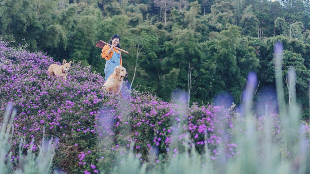 Vườn hoa Lavender Túi Thương Nhớ Đà Lạt
