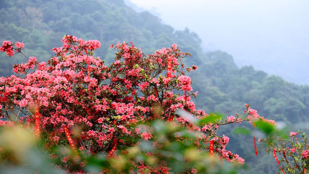 Đỉnh Rùng Rình Tam Đảo