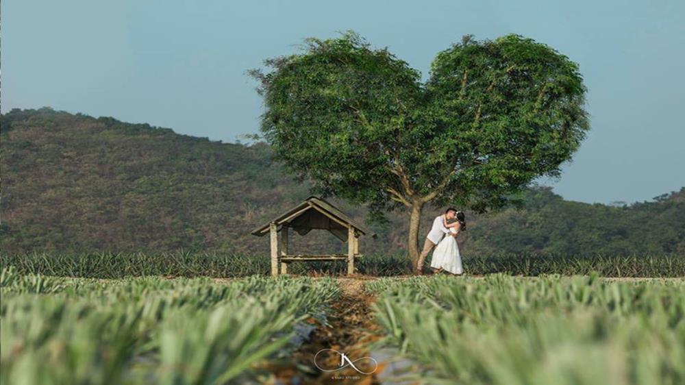 Nông trại dứa Đồng Giao