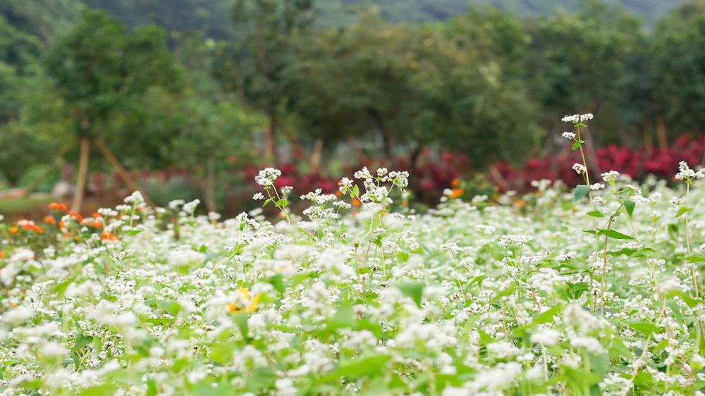Vườn hoa Ninh Bình