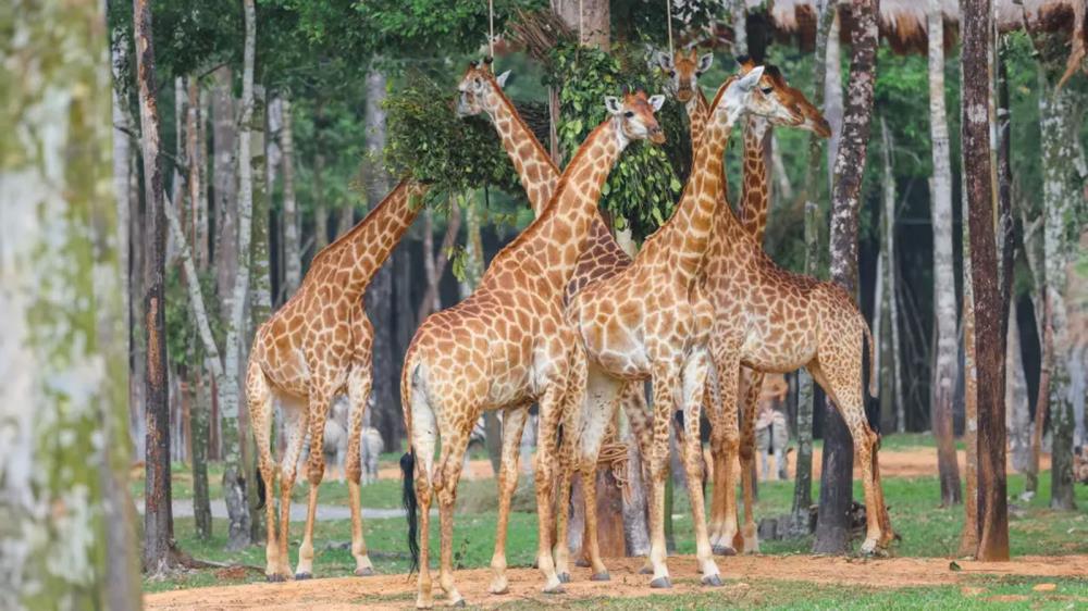 Công viên Safari Bình Thuận
