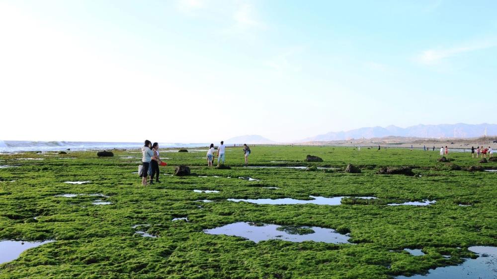 Cánh đồng rong biển Ninh Thuận