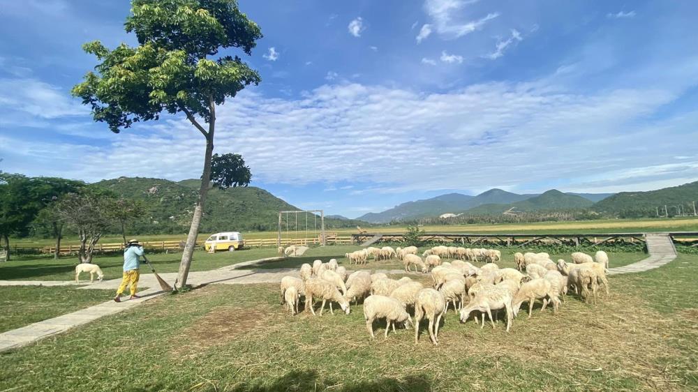 Đồng Cừu Suối Tiên Ninh Thuận