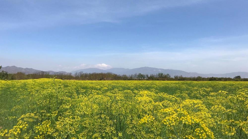 Cánh đồng hoa thì là Ninh Thuận