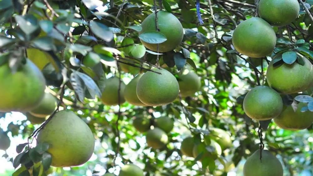 Làng bưởi Tân Triều Đồng Nai