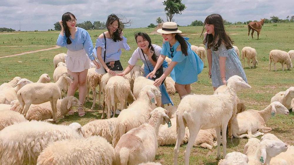 Đồi cừu suối Nghệ Vũng Tàu