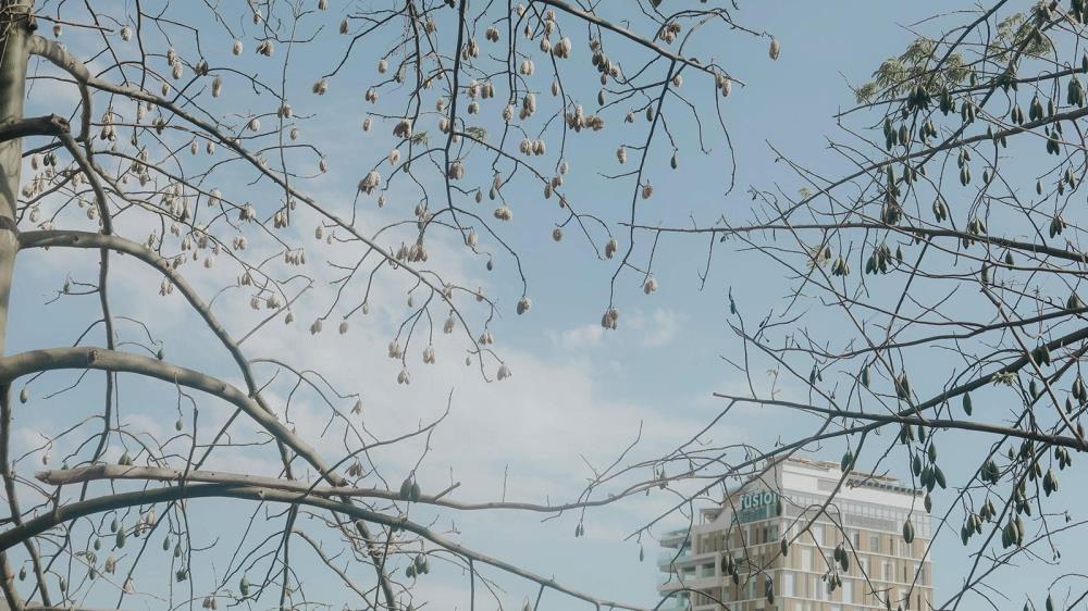 Con đường cây bông gòn Vũng Tàu