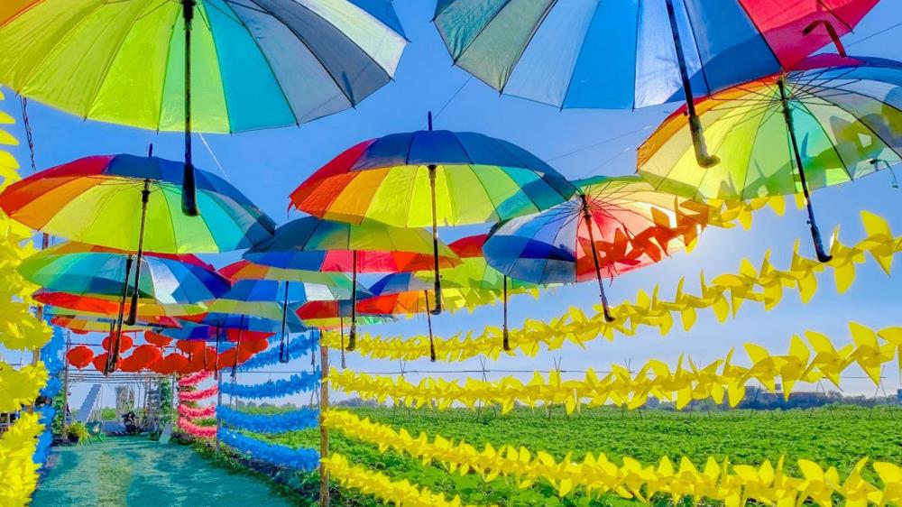 Sun Flower Farm Bình Phước