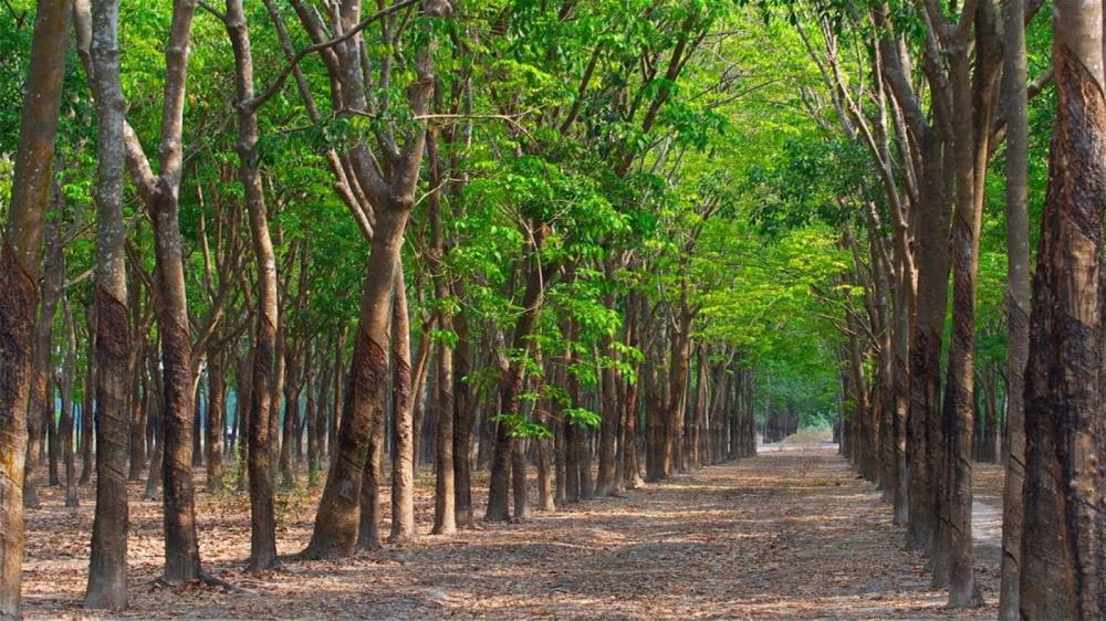 Rừng cao su Bình Dương