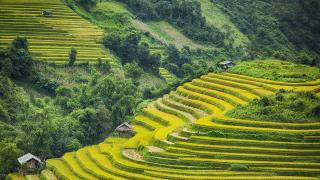 Mù Cang Chải - Trạm Tấu  3 Ngày 2 Đêm ( Thứ 6 Hàng Tuần )