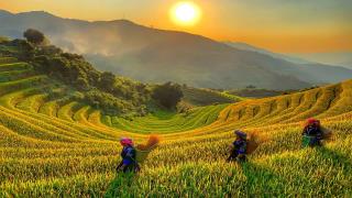 Hà Nội -  Mù Cang Chải - Tú Lệ mùa lúa chín 2 ngày 1 đêm