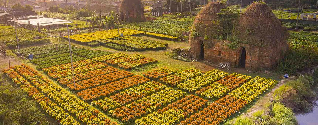 Làng hoa cảnh chợ Lách Cái Mơn