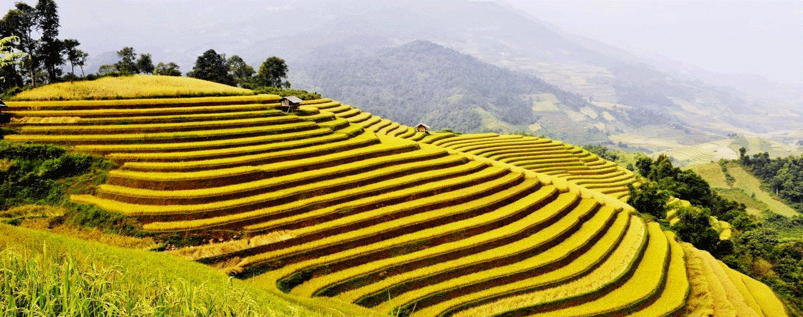 Ruộng bậc thang Hoàng Su Phì