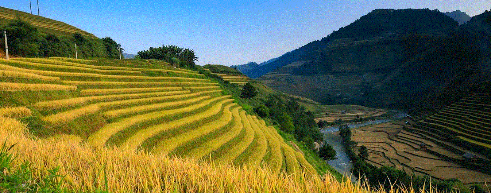 Thông Nguyên