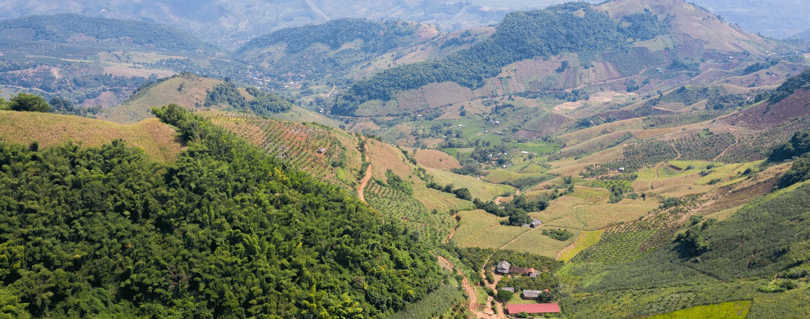 Rừng thông Noong Cốp