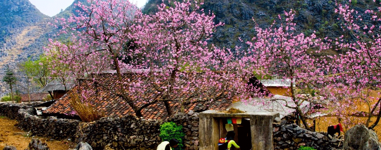 Hoa Mộc Châu Farm