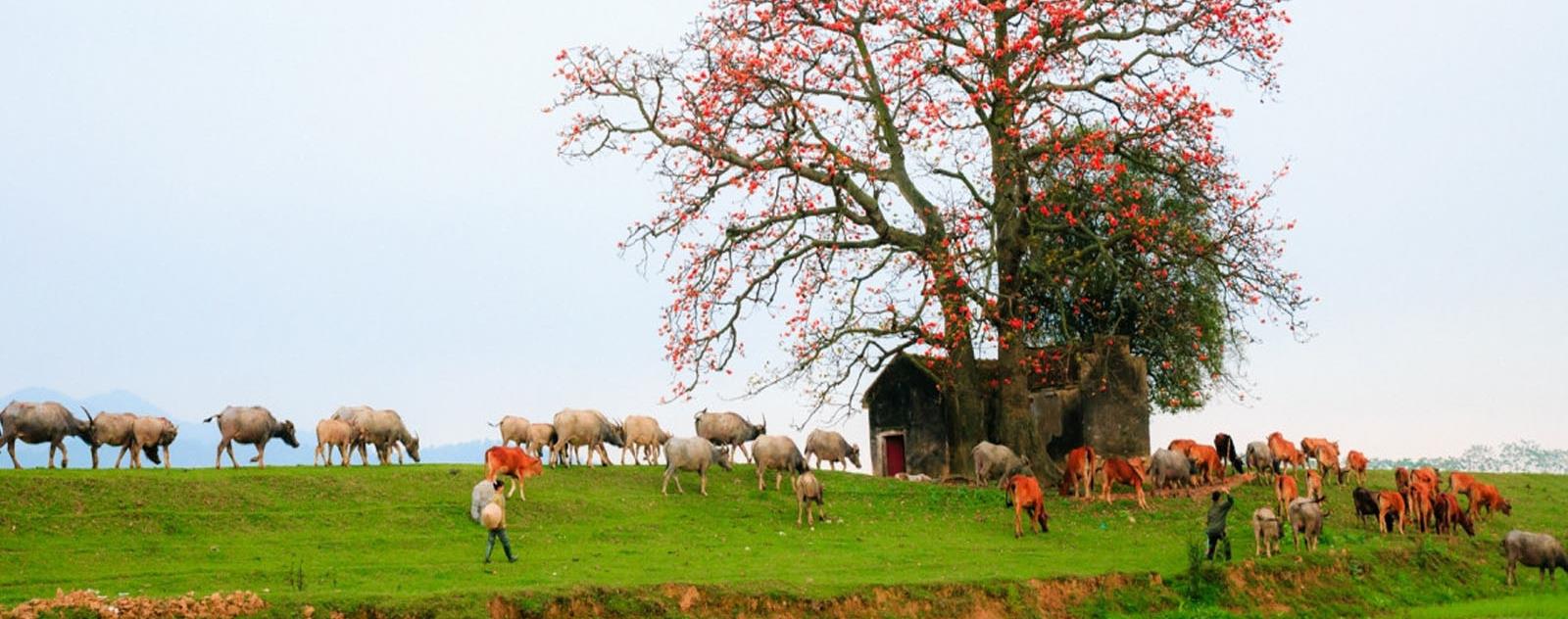 Cây gạo cô đơn