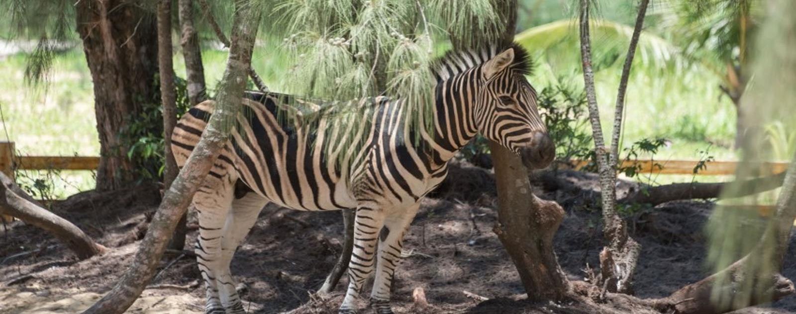 FLC Zoo Safari Park Quy Nhơn