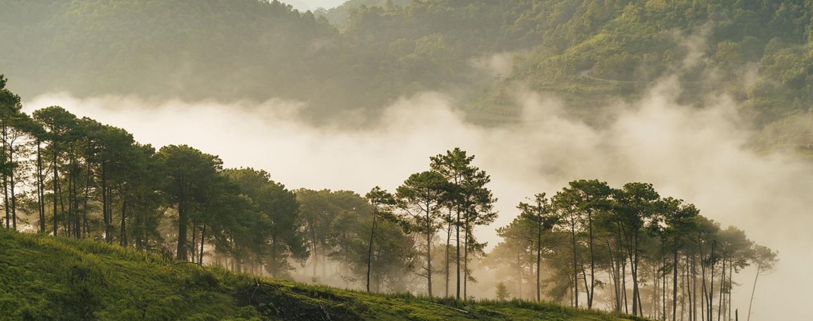 Đồi thông Hà Tam Gia Lai