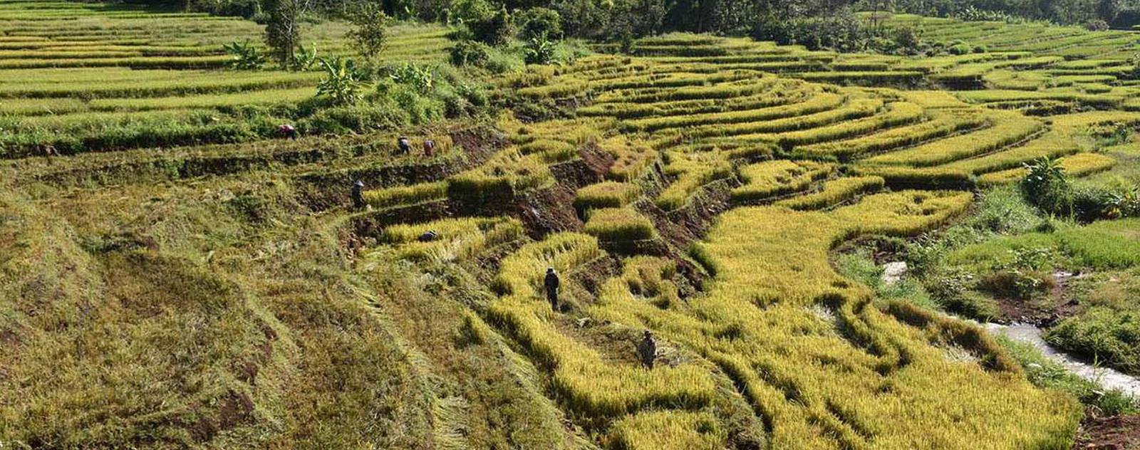 Ruộng bậc thang Đak Tơ Pê Gia Lai