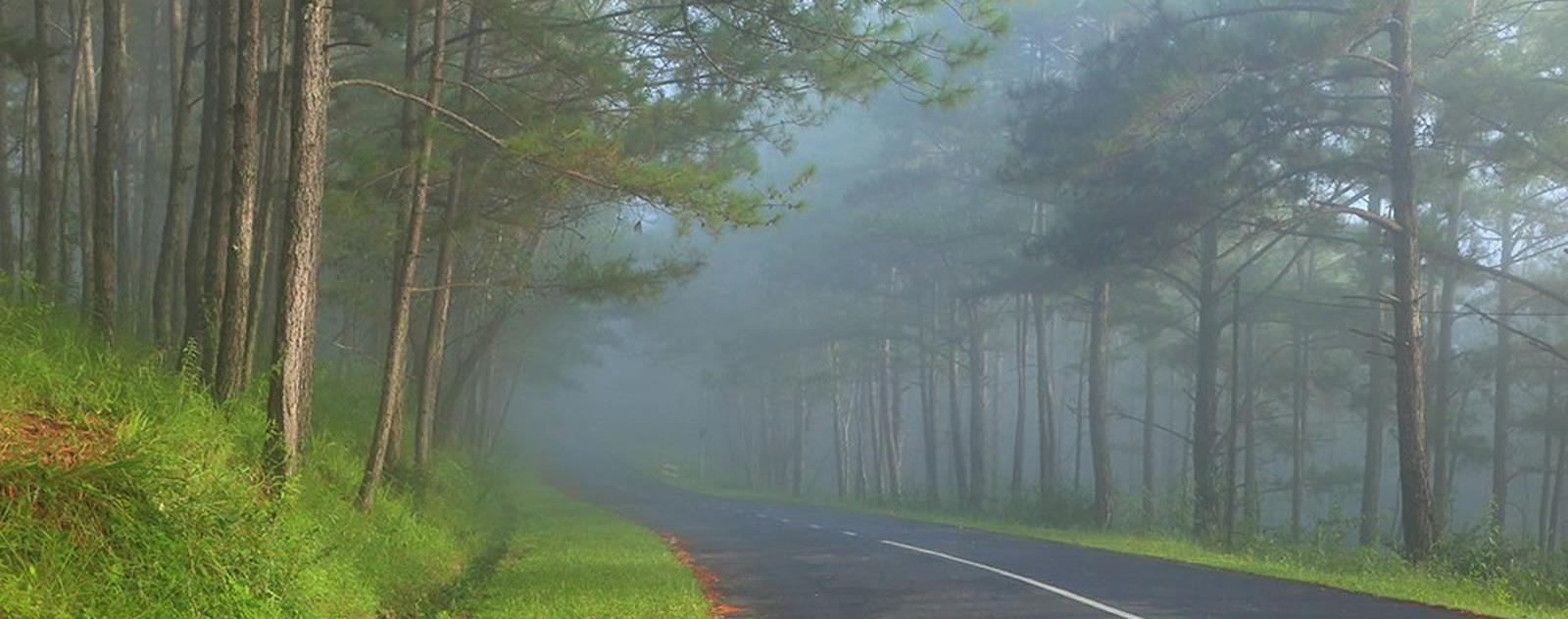 Rừng thông Đắk Glong Đắk Nông