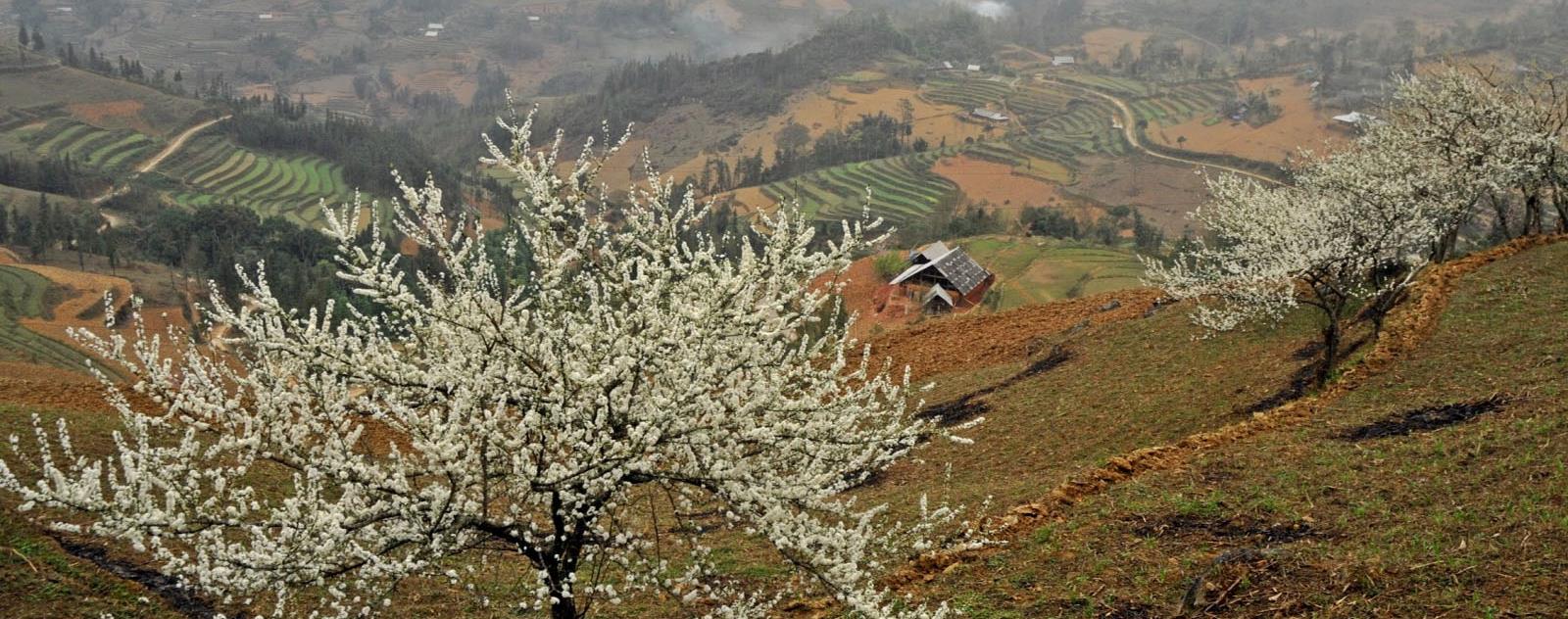 Cao nguyên Bắc Hà Lào Cai