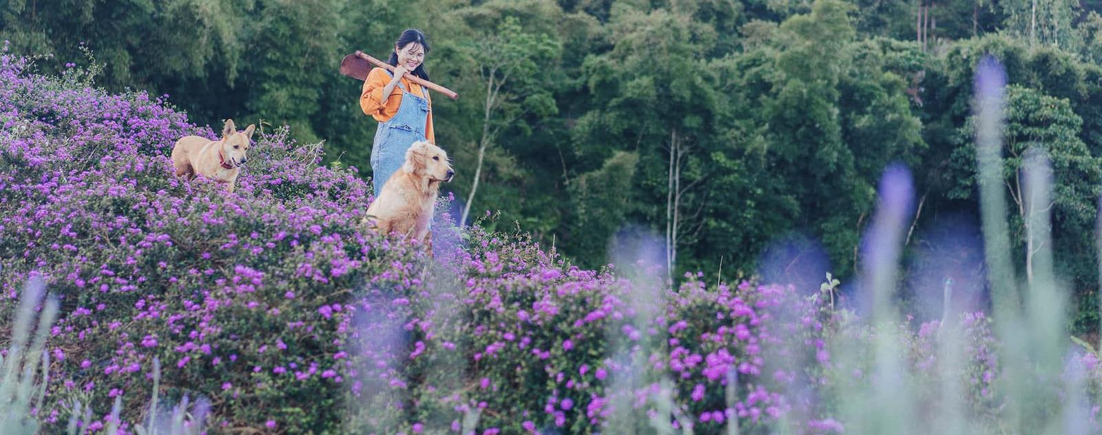 Vườn hoa Lavender Túi Thương Nhớ Đà Lạt