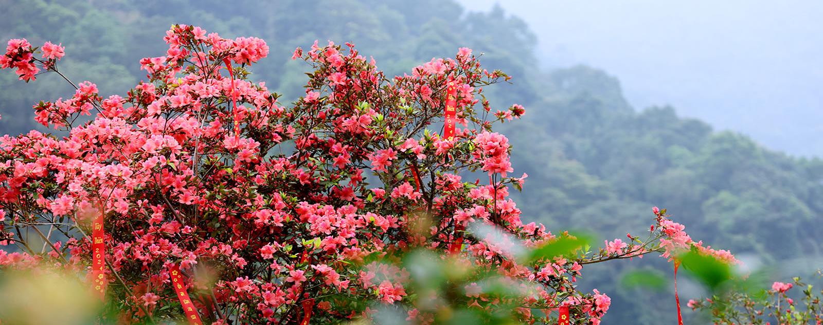 Đỉnh Rùng Rình Tam Đảo