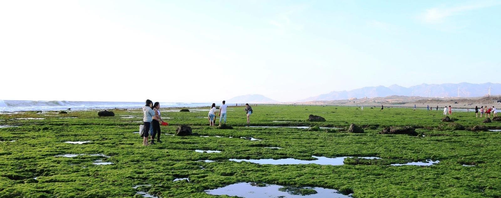 Cánh đồng rong biển Ninh Thuận