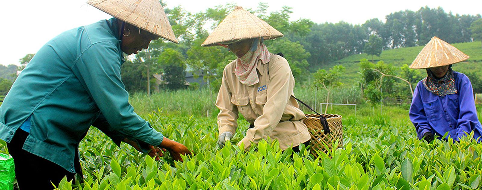 Huyện Hàm Yên