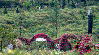 Thung lũng hoa hồng Điện Biên