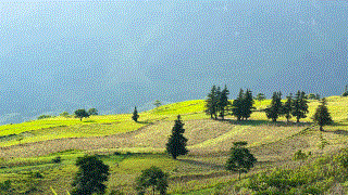 Thảo nguyên Suôi Thầu