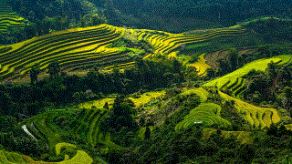 Ruộng bậc thang Hoàng Su Phì