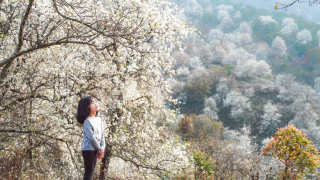 Hà Nội - Mù Cang Chải - Mùa Hoa Sơn Tra 2 Ngày 1 Đêm