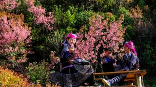 Hà Nội - Mù Cang Chải - Mùa Hoa Tớ Dày 2 Ngày 1 Đêm