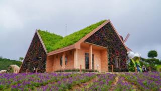 Du lịch Đà Lạt tháng 2: Mùa xuân nhẹ nhàng và không khí lễ hội đầu năm