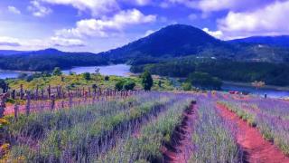 Du lịch Đà Lạt tháng 6: Mùa mưa dịu mát và không gian nghỉ dưỡng yên bình