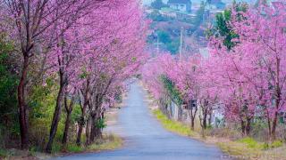 Du lịch Đà Lạt tháng 1: Không khí đầu năm se lạnh và mùa hoa rực rỡ